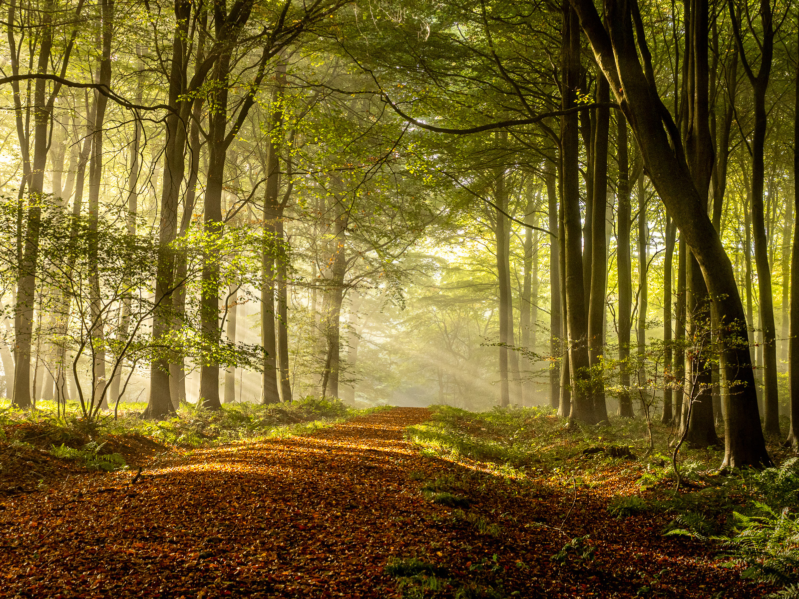 AUTUMN LIGHT QUIET FOREST